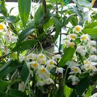 Dendrobium farmeri