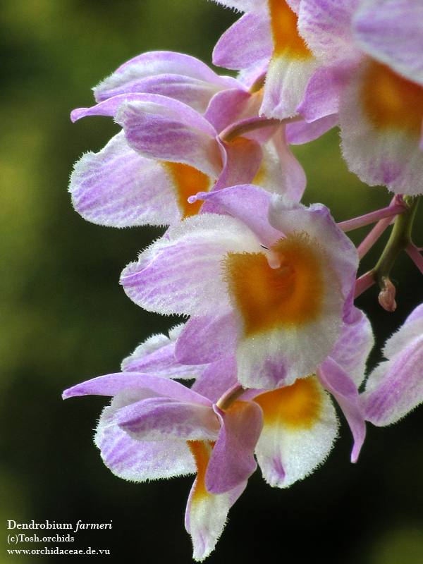 Dendrobium farmeri