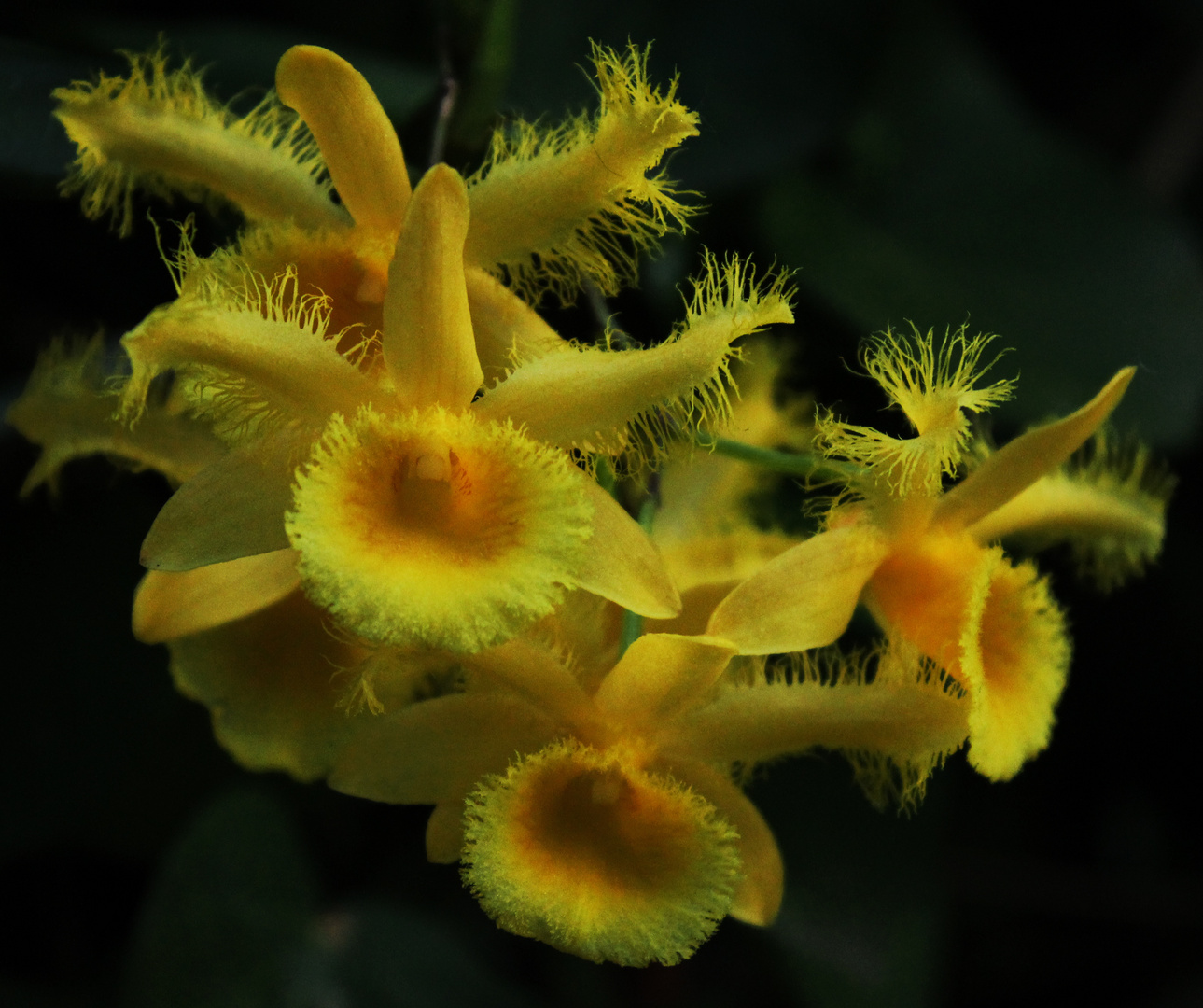Dendrobium harveyanum, Orchid