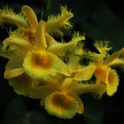 Dendrobium harveyanum, Orchid