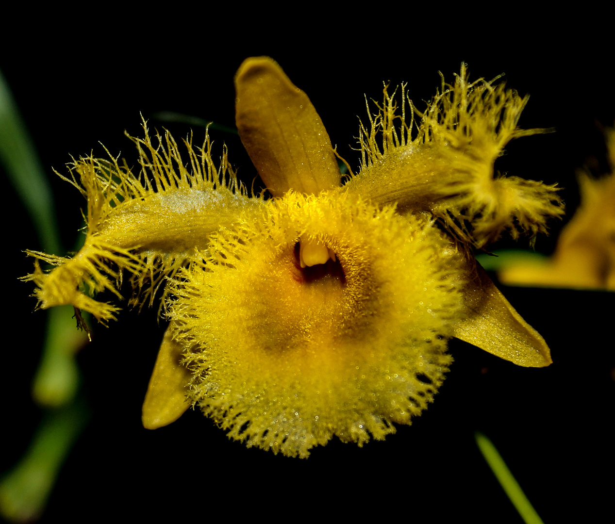 Dendrobium harveyanum, Orchid