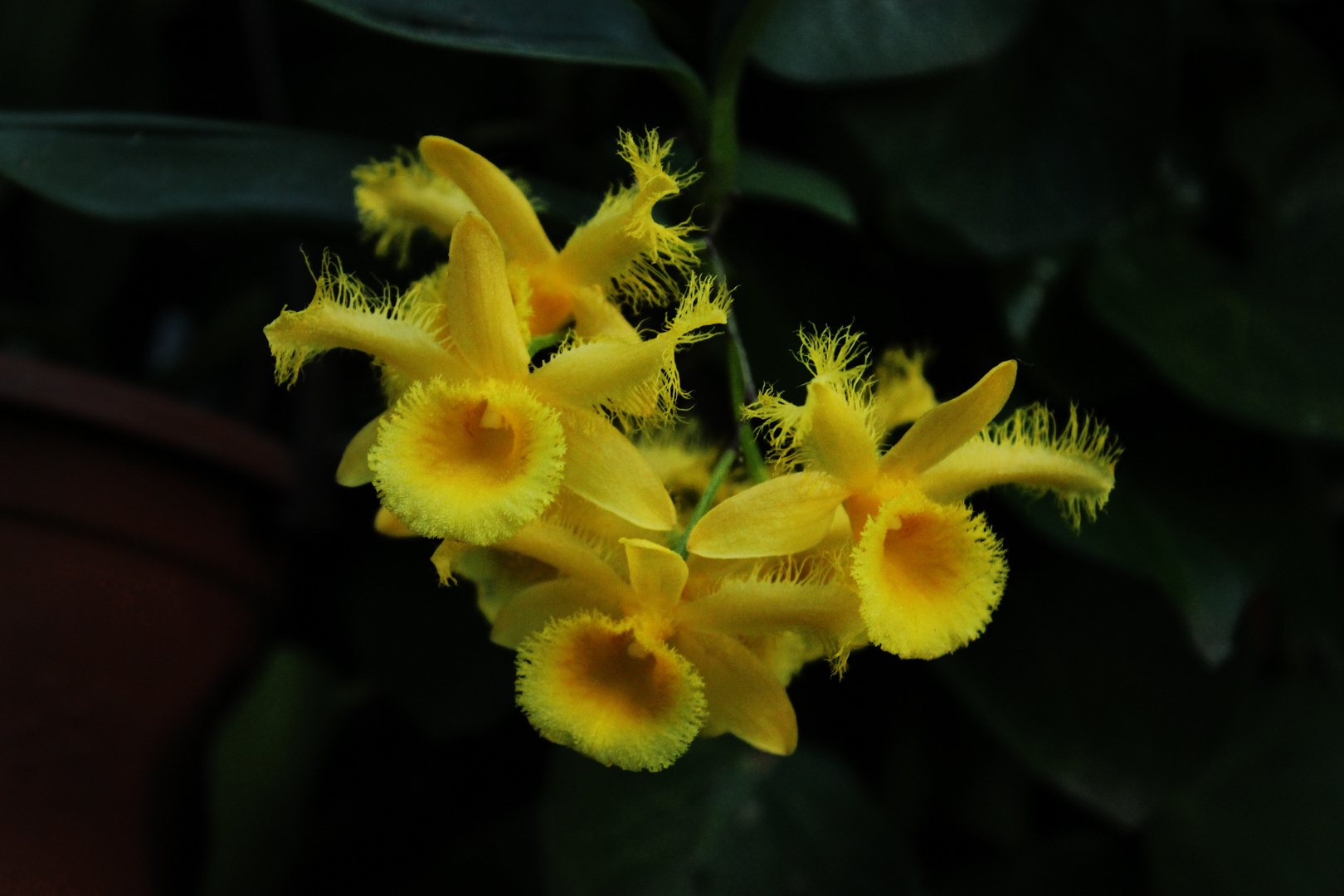 Dendrobium harveyanum, Orchid II