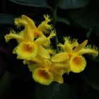 Dendrobium harveyanum, Orchid II