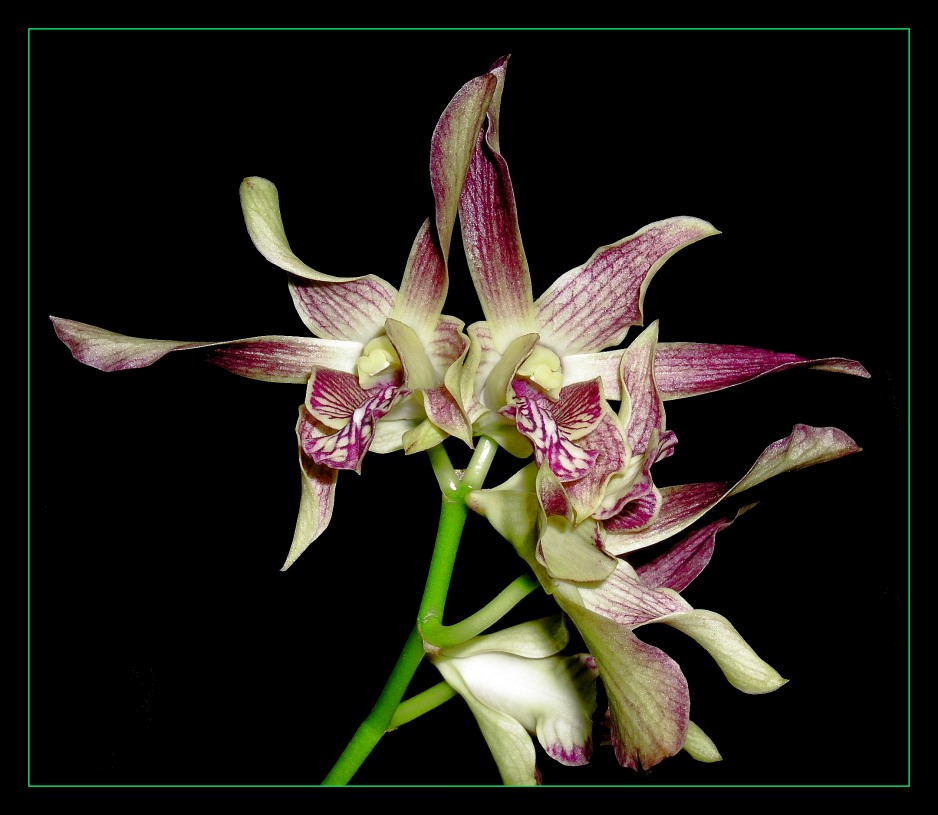 Dendrobium - Hybride