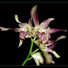 Dendrobium - Hybride