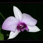 Dendrobium - Hybride