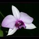 Dendrobium - Hybride