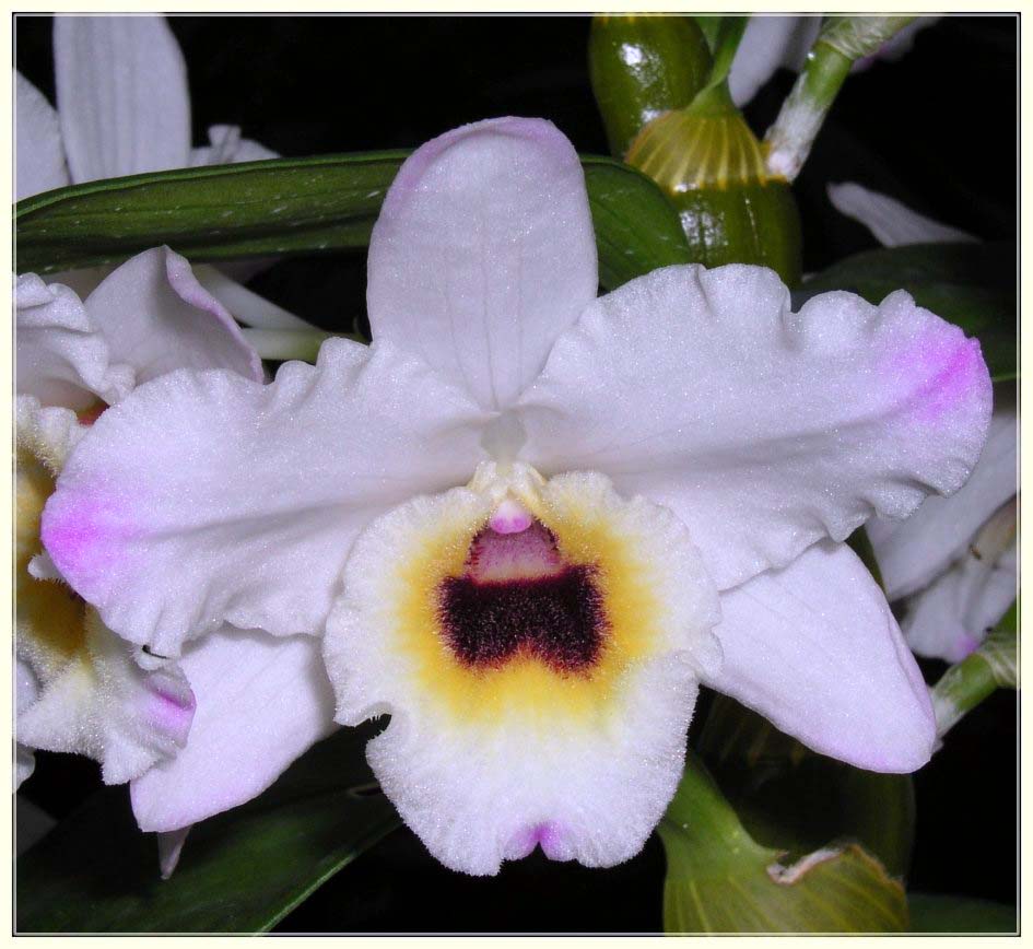 Dendrobium - Hybride