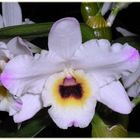 Dendrobium - Hybride