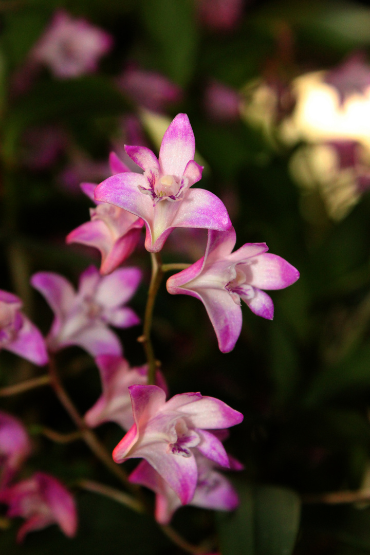 Dendrobium kingianum 2