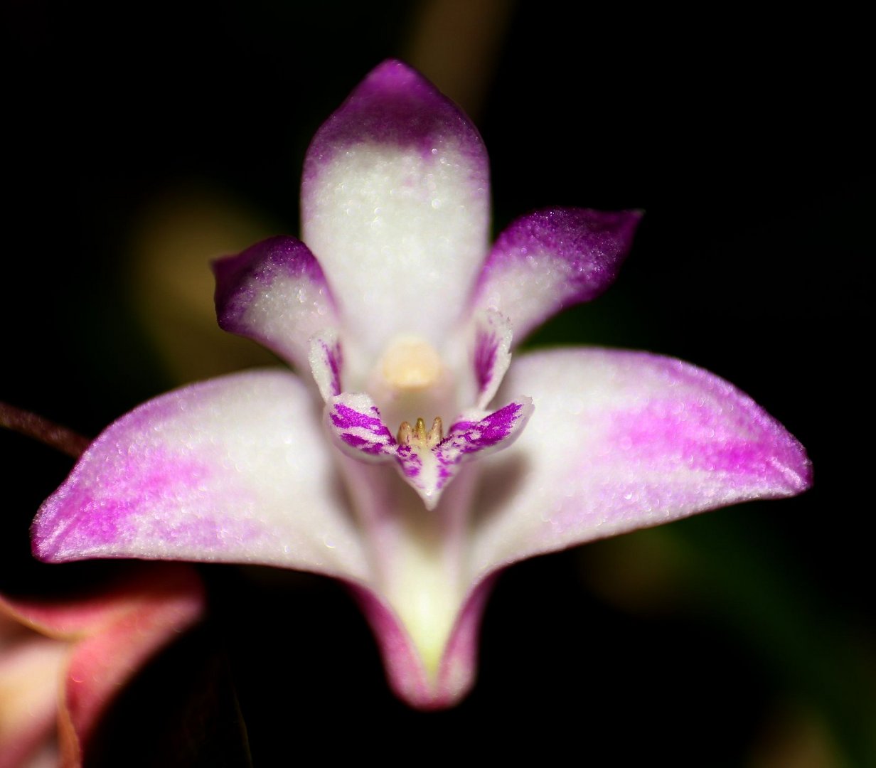 Dendrobium kingianum 3