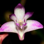 Dendrobium kingianum 3