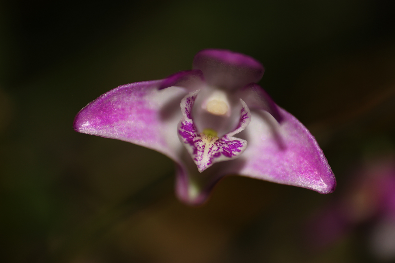 Dendrobium kingianum 4