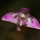 Dendrobium kingianum 4