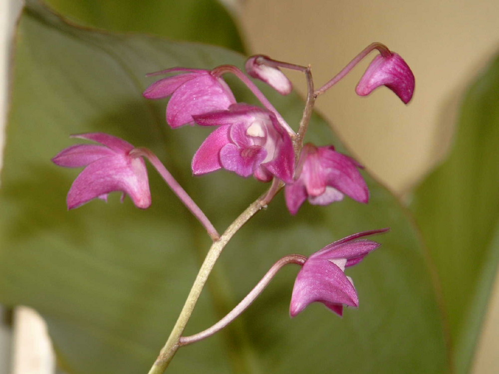 Dendrobium kingianum