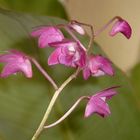 Dendrobium kingianum