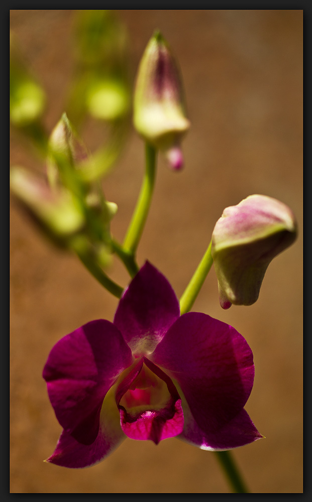 dendrobium kingianum