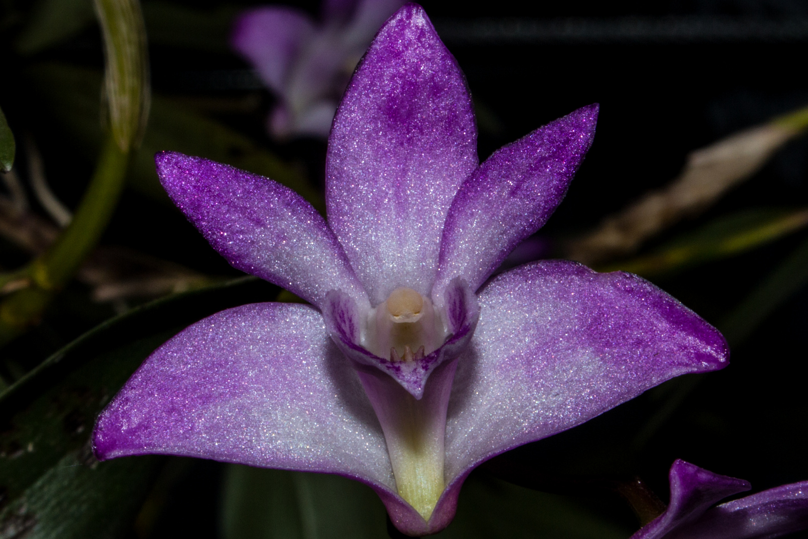 Dendrobium kingianum