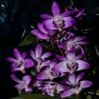 Dendrobium kingianum