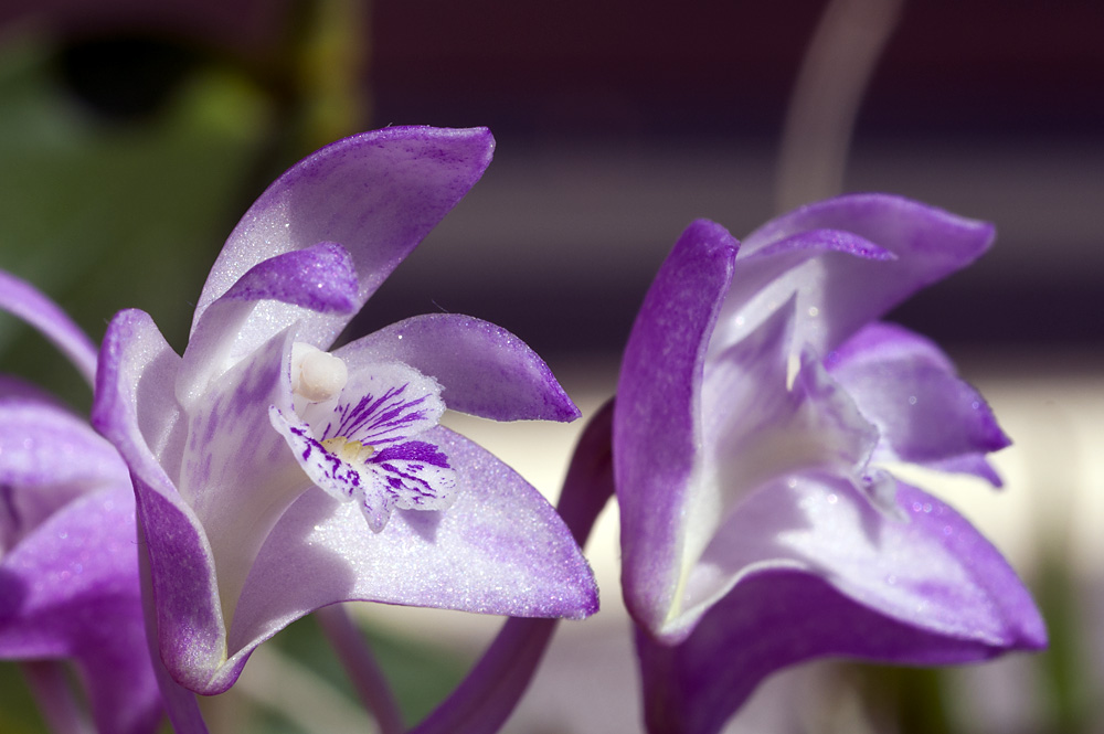 Dendrobium Kingianum