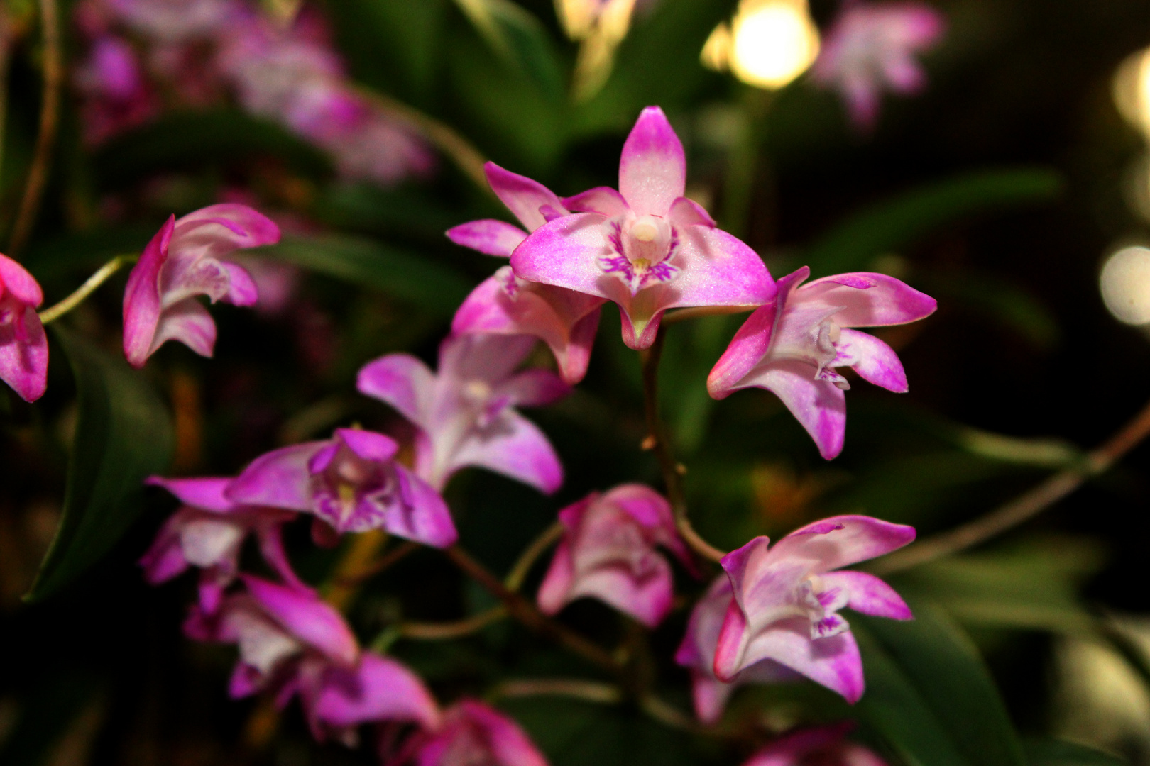 Dendrobium kingianum