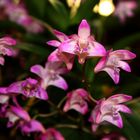 Dendrobium kingianum