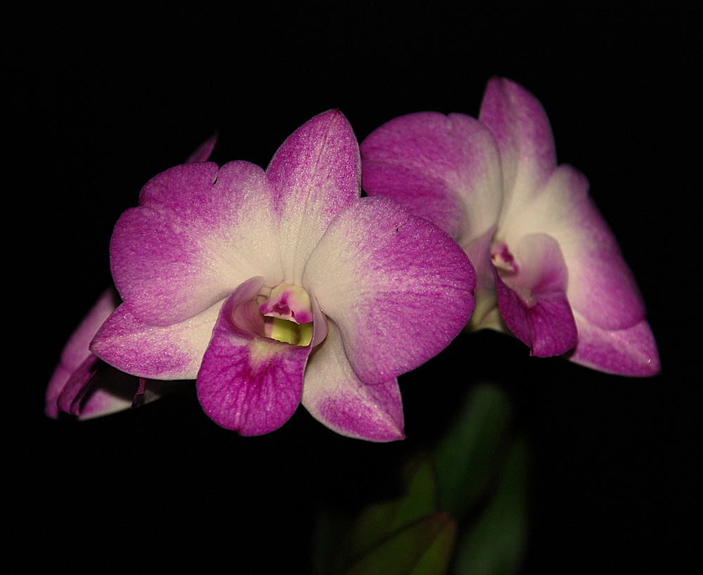 Dendrobium Nobile