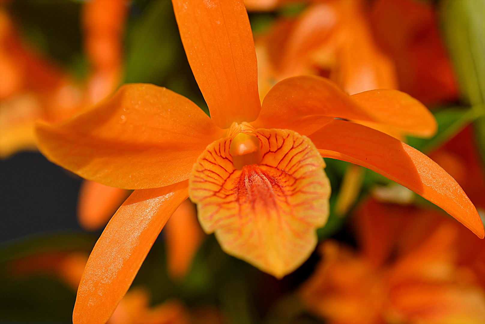 Dendrobium nobile