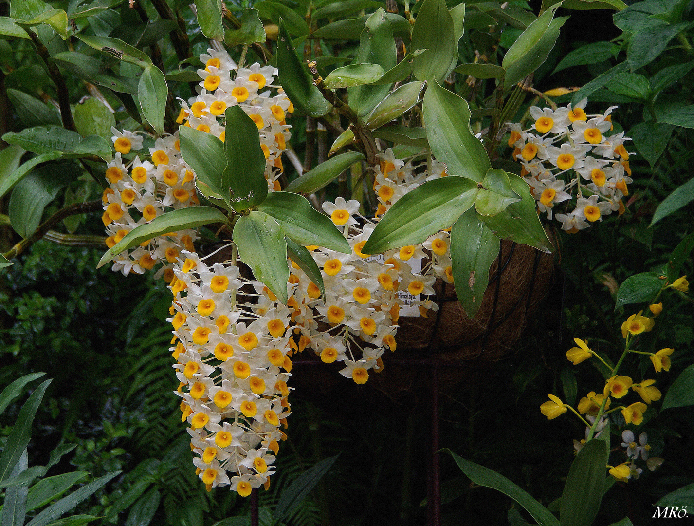 Dendrobium nobile " Annemarie - Orchidaceae "