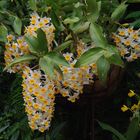 Dendrobium nobile " Annemarie - Orchidaceae "