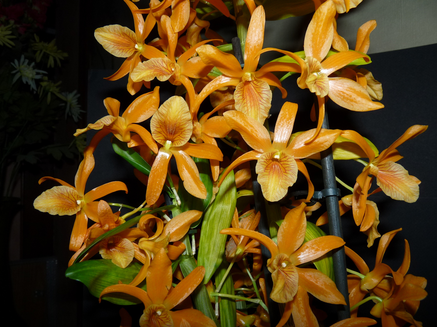 Dendrobium nobile