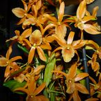 Dendrobium nobile