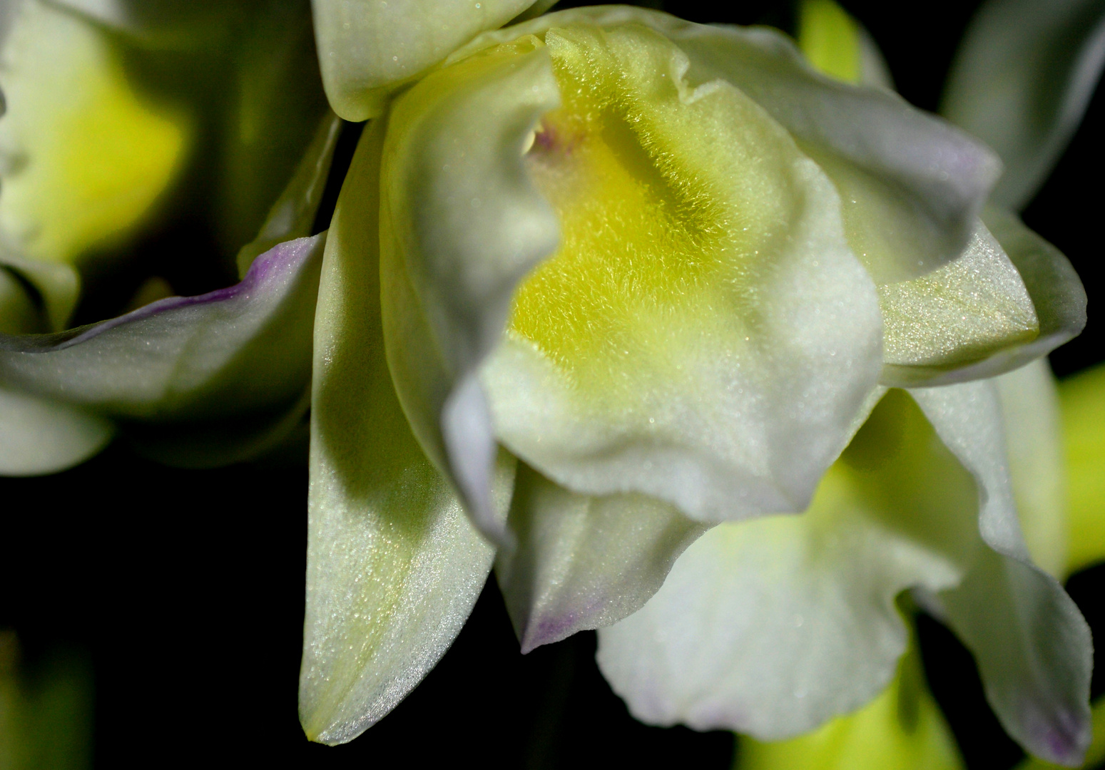 Dendrobium nobile (kleine Orchideenblüten)