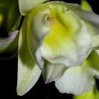 Dendrobium nobile (kleine Orchideenblüten)