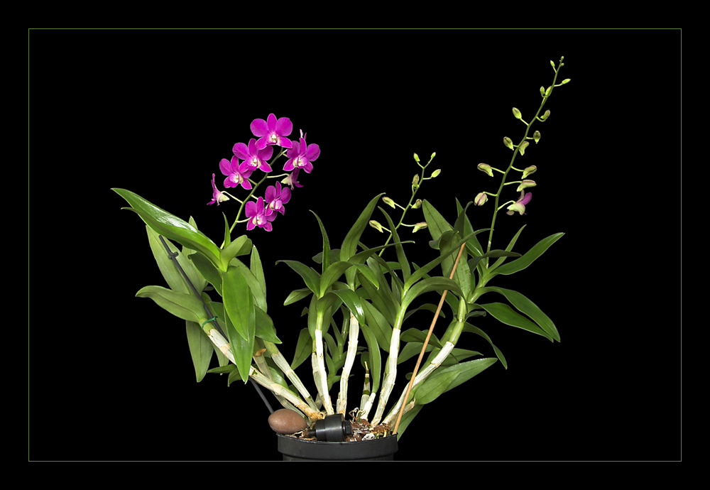 Dendrobium phalaenopsis 1
