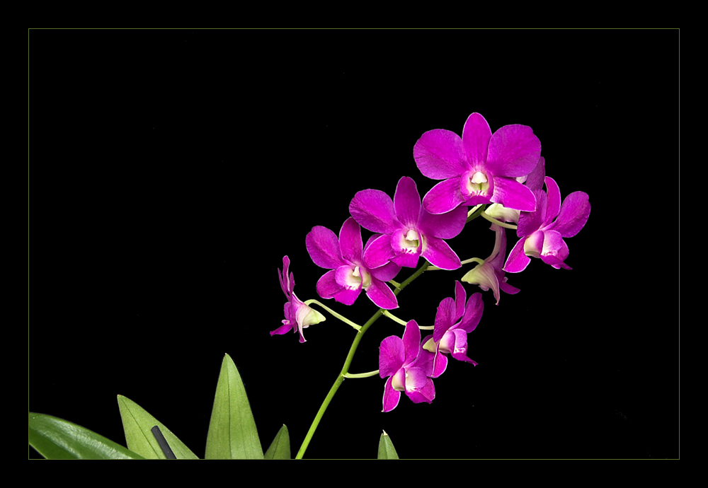 Dendrobium phalaenopsis 2