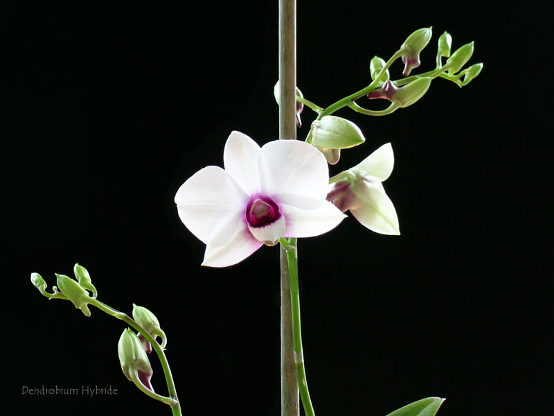 Dendrobium Phalenopsis Gruppe