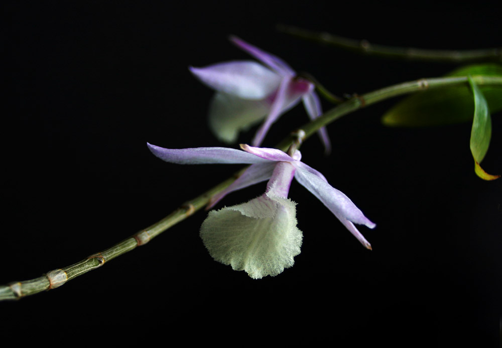 Dendrobium pierardii_1