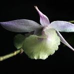 dendrobium pierardii_2