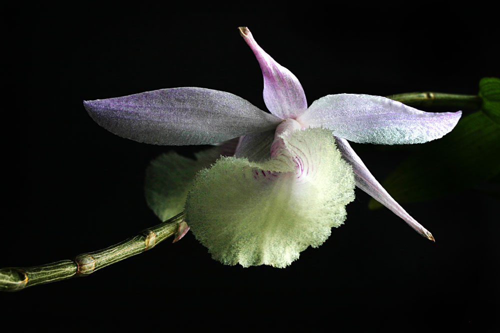 dendrobium pierardii_2