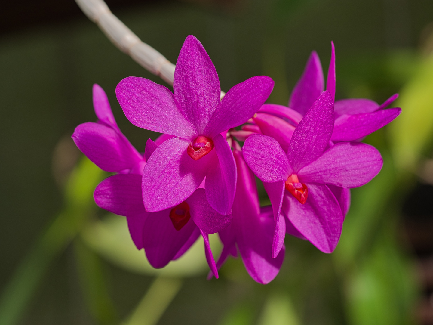 Dendrobium sulawesi