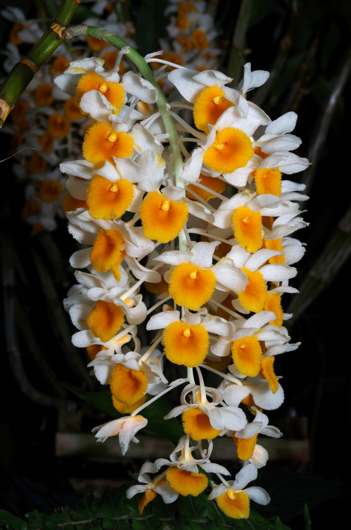 Dendrobium thyrsiflorum Foto & Bild | weiß, gelb, natur Bilder auf