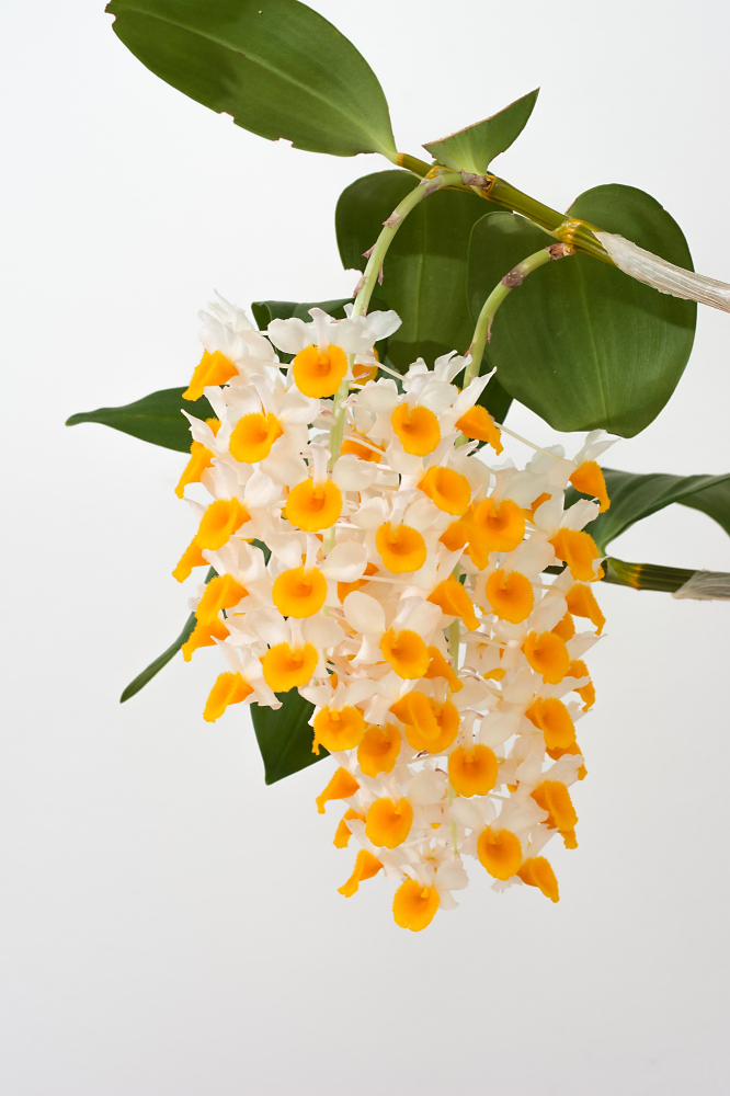 Dendrobium thyrsiflorum 2