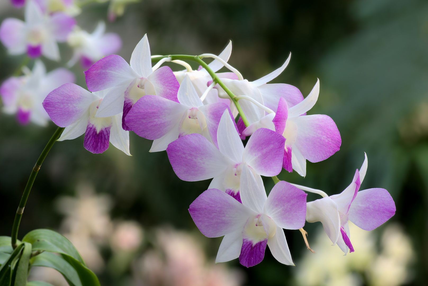 Dendrobium Tomie