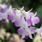 Dendrobium Tomie