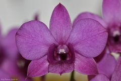 Dendrobium "Unbekannt"