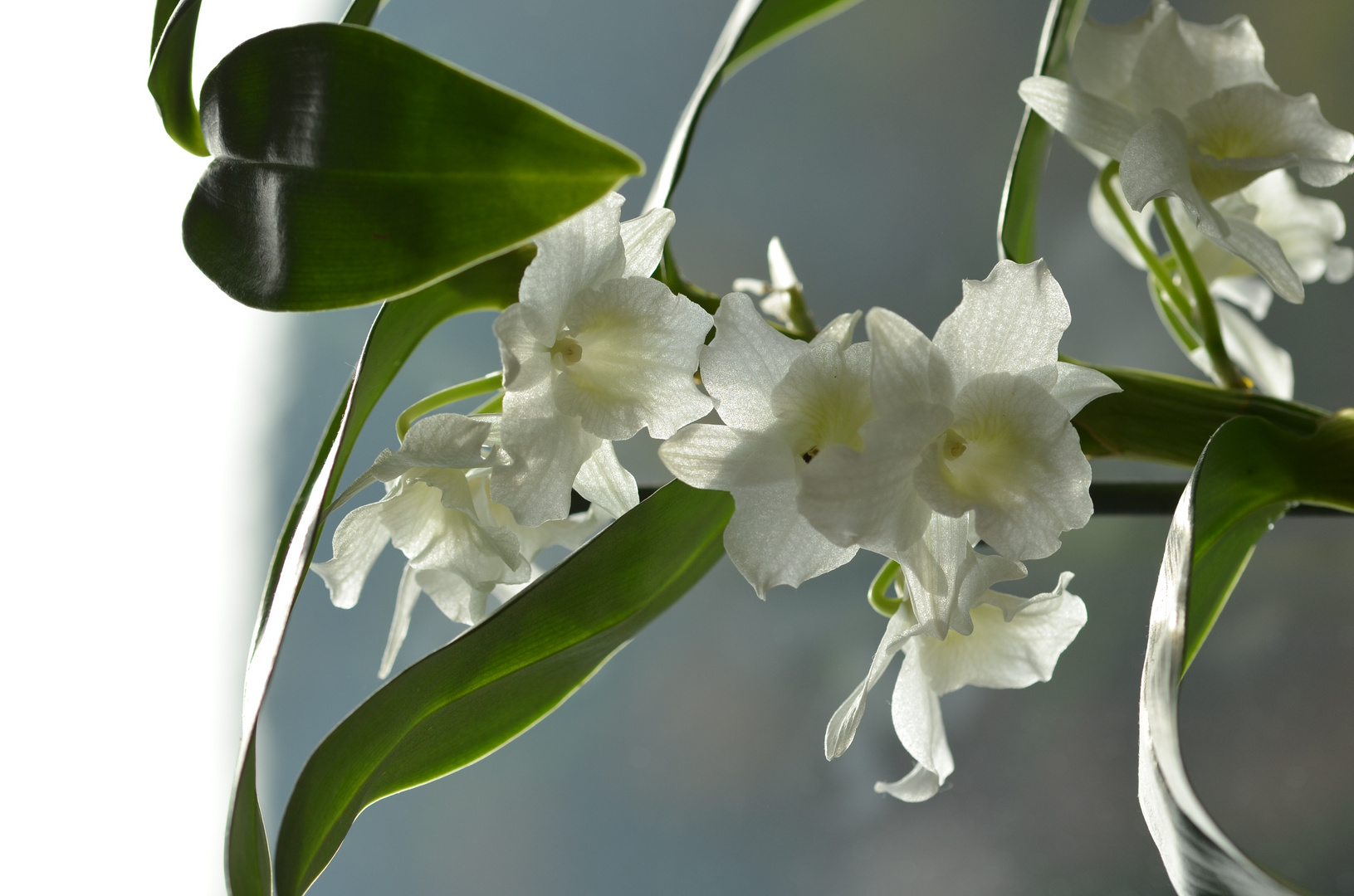 DENDROBIUM_NOBILE