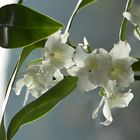 DENDROBIUM_NOBILE