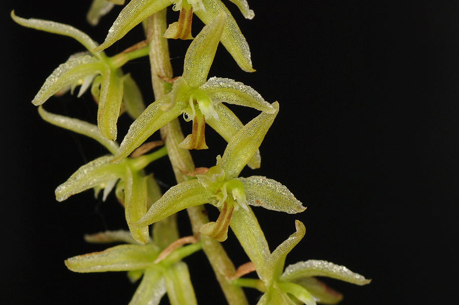 Dendrochilum