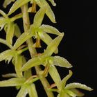 Dendrochilum